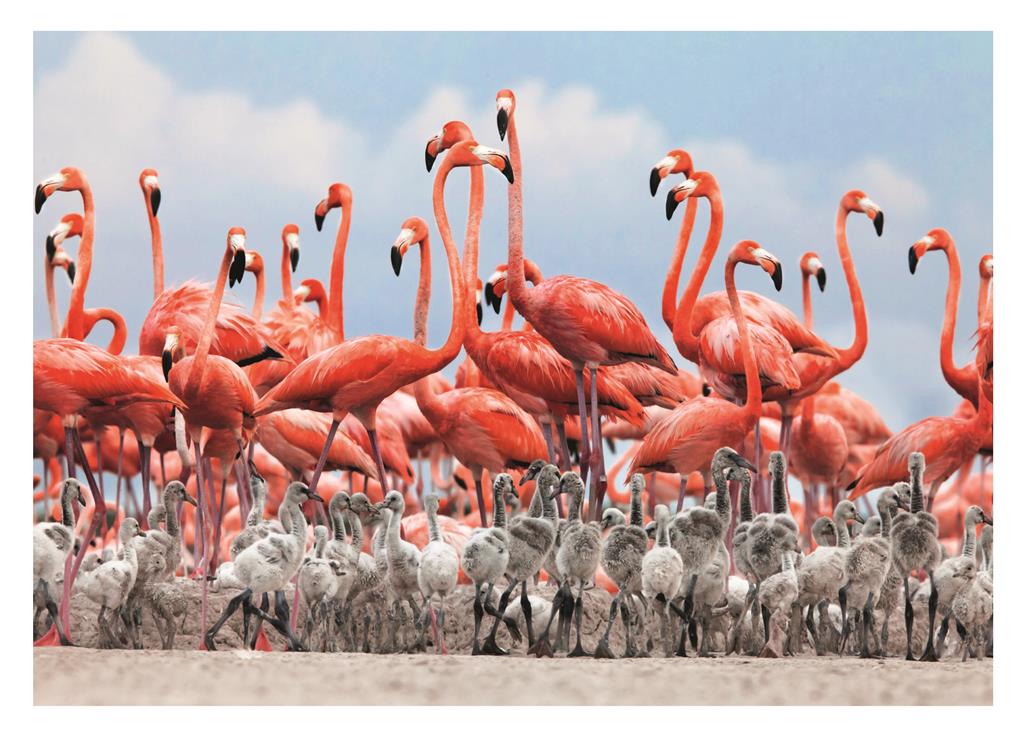 dino_pusle_500_tk._flamingo_50250D_3