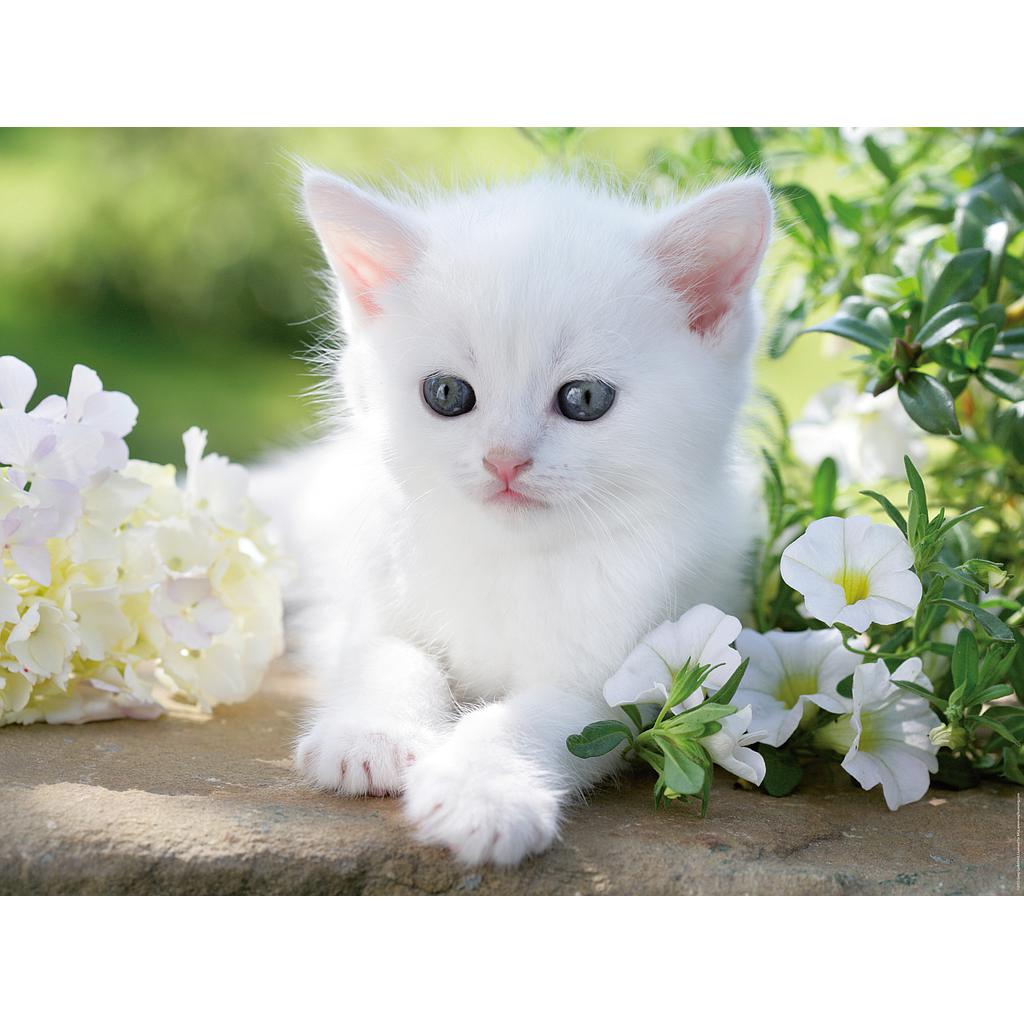 ravensburger_pusle_1500_tk_valge_kassipoeg_12000706V_1