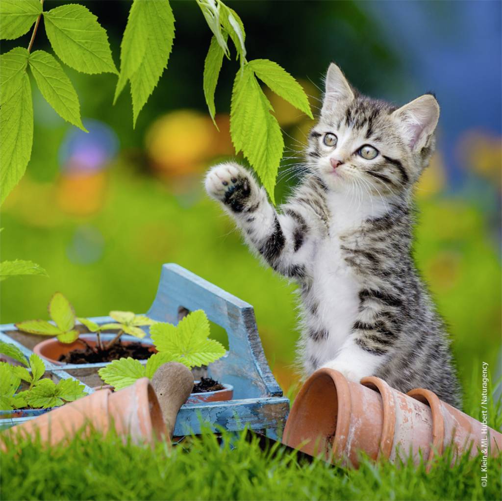 ravensburger_pusle_3x49_tk_kiisud_080465V_3