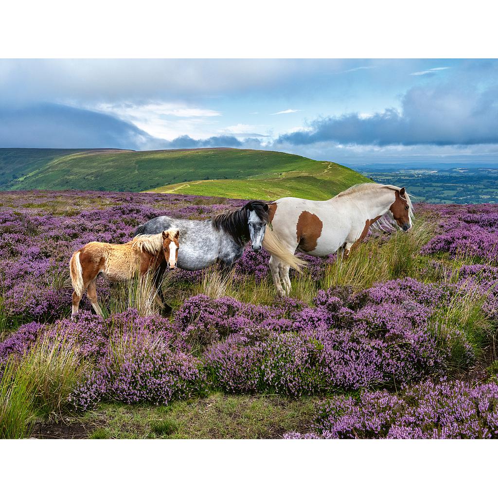 ravensburger_pusle_2000_tk:_metsikud_hobused_aasal_12001751V_1