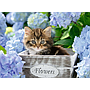 ravensburger_pusle_300_tk_kitty_128945V_1