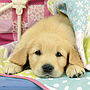 ravensburger_pusle_3x49_tk_kutsud_080656V_3