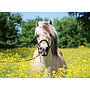 ravensburger_pusle_500_tk_valge_hobune_12000210V_1