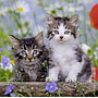 ravensburger_pusle_3x49_tk_kiisud_080465V_1
