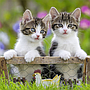 ravensburger_pusle_3x49_tk_kiisud_080465V_2