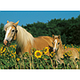 ravensburger_pusle_200_tk_hobuse_õnn_126286V_1